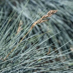 Mixtopf 'Silberstruktur', 3er-Set, Grau-silber, Topf 13 Cm Ø -Garten Sicht Verkäufe 0610180261 0610180262 Mixtopf Mixschale Silberstruktur Festuca 95077