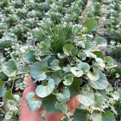 Mixtopf 'Silberstruktur', 3er-Set, Grau-silber, Topf 13 Cm Ø -Garten Sicht Verkäufe 0610180261 Mixtopf Silberstruktur T12 96317