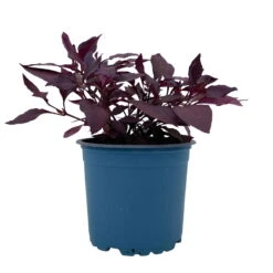 Papageienstrauch 'Little Romance', 6er-Set, Dunkelviolett-rot, Topf 12 Cm Ø -Garten Sicht Verkäufe 0610180265 Alternanthera T12 Little Romance 6er Set 11 95710