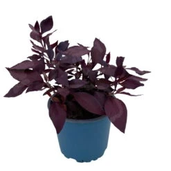 Papageienstrauch 'Little Romance', 6er-Set, Dunkelviolett-rot, Topf 12 Cm Ø -Garten Sicht Verkäufe 0610180265 Alternanthera T12 Little Romance 6er Set 12 95711