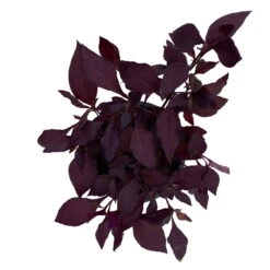 Papageienstrauch 'Little Romance', 6er-Set, Dunkelviolett-rot, Topf 12 Cm Ø -Garten Sicht Verkäufe 0610180265 Alternanthera T12 Little Romance 6er Set 13 95712