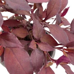 Papageienstrauch 'Little Romance', 6er-Set, Dunkelviolett-rot, Topf 12 Cm Ø -Garten Sicht Verkäufe 0610180265 Alternanthera T12 Little Romance 6er Set 14 95713