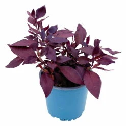 Papageienstrauch 'Little Romance', 6er-Set, Dunkelviolett-rot, Topf 12 Cm Ø -Garten Sicht Verkäufe 0610180265 Alternanthera T12 Little Romance 6er Set 2 95052