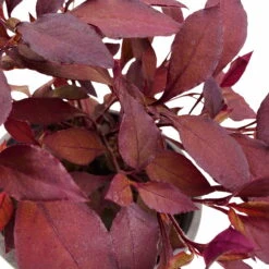 Papageienstrauch 'Little Romance', 6er-Set, Dunkelviolett-rot, Topf 12 Cm Ø -Garten Sicht Verkäufe 0610180265 Alternanthera T12 Little Romance 6er Set 4 95053