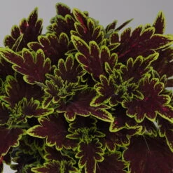 Buntnessel 'Bourbon Street' Dunkelrot-grün, Topf -Ø 12 Cm, 6er-Set -Garten Sicht Verkäufe 0610180337 coleus bourbon street 1 124150