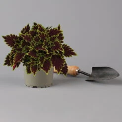 Buntnessel 'Bourbon Street' Dunkelrot-grün, Topf -Ø 12 Cm, 6er-Set -Garten Sicht Verkäufe 0610180337 coleus bourbon street 2 124149