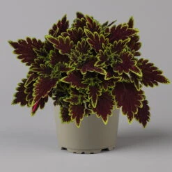 Buntnessel 'Bourbon Street' Dunkelrot-grün, Topf -Ø 12 Cm, 6er-Set -Garten Sicht Verkäufe 0610180337 coleus bourbon street 3 124151