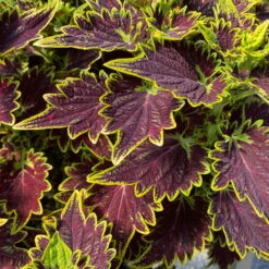 Buntnessel 'Bourbon Street' Dunkelrot-grün, Topf -Ø 12 Cm, 6er-Set -Garten Sicht Verkäufe 0610180337 coleus bourbon street 2 124152
