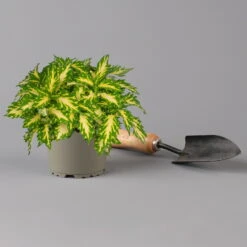 Buntnessel 'Palisade' Hellgrün-gelb, Topf -Ø 12 Cm, 6er-Set -Garten Sicht Verkäufe 0610180340 coleus palisade 1 124145