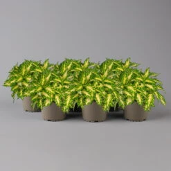 Buntnessel 'Palisade' Hellgrün-gelb, Topf -Ø 12 Cm, 6er-Set