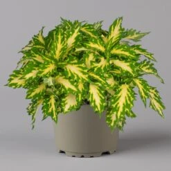 Buntnessel 'Palisade' Hellgrün-gelb, Topf -Ø 12 Cm, 6er-Set -Garten Sicht Verkäufe 0610180340 coleus palisade 4 124146