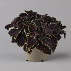 Buntnessel 'Abbey Road' Dunkelrot-grün, Topf-Ø 12 Cm, 6er-Set -Garten Sicht Verkäufe 0610180342 coleus abbey road 1 124136