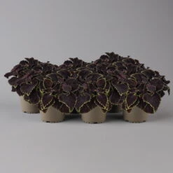 Buntnessel 'Abbey Road' Dunkelrot-grün, Topf-Ø 12 Cm, 6er-Set