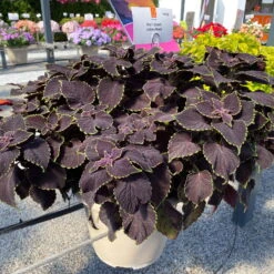 Buntnessel 'Abbey Road' Dunkelrot-grün, Topf-Ø 12 Cm, 6er-Set -Garten Sicht Verkäufe 0610180342 coleus abbey road 1 124135