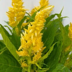 Celosia 'Kelos Fire Yellow' Gelb. Topf-Ø 17 Cm, 2er-Set -Garten Sicht Verkäufe 0610240072 Celosia argentea T12 6er Set gelb Kelos Fire Yellow 4 113289 1