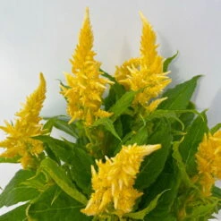 Celosia 'Kelos Fire Yellow' Gelb. Topf-Ø 12 Cm, 6er-Set -Garten Sicht Verkäufe 0610240072 Celosia argentea T12 6er Set gelb Kelos Fire Yellow 5 113290