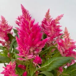 Celosia 'Kelos Fire Pink' Pink, Topf-Ø 12 Cm, 6er-Set -Garten Sicht Verkäufe 0610240073 Celosia argentea T12 6er Set pink Kelos Fire Pink 5 113291