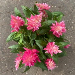 Celosia 'Kelos Fire Pink' Pink, Topf-Ø 12 Cm, 6er-Set -Garten Sicht Verkäufe 0610240073 Celosia argentea T12 6er Set pink Kelos Fire Pink 6 1 123643
