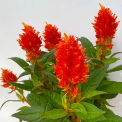 Celosia 'Kelos Fire Orange' Orange, Topf-Ø 17 Cm, 2er-Set -Garten Sicht Verkäufe 0610240075 Celosia argentea T12 6er Set orange Kelos Fire Orange 5 113296 1