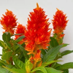 Celosia 'Kelos Fire Orange' Orange, Topf-Ø 17 Cm, 2er-Set -Garten Sicht Verkäufe 0610240075 Celosia argentea T12 6er Set orange Kelos Fire Orange 6 113295 1