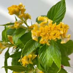 Celosia 'Hot Topic Yellow' Gelb, Topf-Ø 12 Cm, 6er-Set -Garten Sicht Verkäufe 0610240077 Celosia argentea T12 6er Set Hot Topic Yellow 3 113300