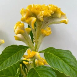 Celosia 'Hot Topic Yellow' Gelb, Topf-Ø 12 Cm, 6er-Set -Garten Sicht Verkäufe 0610240077 Celosia argentea T12 6er Set Hot Topic Yellow 5 113299