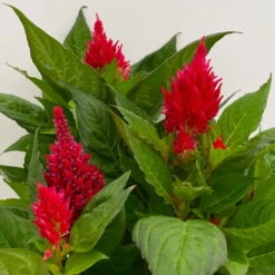 Celosia 'Kelos Fire Scarlet' Rot, Topf-Ø 17 Cm, 2er-Set -Garten Sicht Verkäufe 0610240079 Celosia argentea T17 2er Set dunkelrot Kelos Fire Scarlet 11 113576