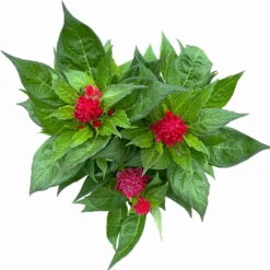 Celosia 'Kelos Fire Scarlet' Rot, Topf-Ø 17 Cm, 2er-Set -Garten Sicht Verkäufe 0610240079 Celosia argentea T17 2er Set dunkelrot Kelos Fire Scarlet 12 113669