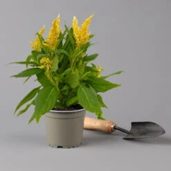 Celosia 'Kelos Fire Yellow' Gelb. Topf-Ø 12 Cm, 6er-Set