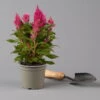 Celosia 'Kelos Fire Pink' Pink, Topf-Ø 12 Cm, 6er-Set
