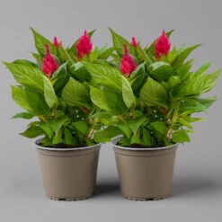 Celosia 'Kelos Fire Scarlet' Rot, Topf-Ø 17 Cm, 2er-Set