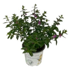 Japanische Scheinmyrte Lila/rosa, Topf-Ø 11 Cm, 6er-Set -Garten Sicht Verkäufe 0610260033 Cuphea T11 lila 6er Set 4 93143