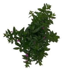 Japanische Scheinmyrte Lila/rosa, Topf-Ø 11 Cm, 6er-Set -Garten Sicht Verkäufe 0610260033 Cuphea T11 lila 6er Set 5 93142