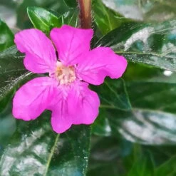 Japanische Scheinmyrte Lila/rosa, Topf-Ø 11 Cm, 6er-Set -Garten Sicht Verkäufe 0610260033 Cuphea T11 lila 6er Set 6 92819