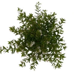 Japanische Scheinmyrte, 6er-Set, Cuphea Hyssopifolia, Weiß, Topf 11 Cm Ø -Garten Sicht Verkäufe 0610260035 Cuphea T11 weiss 6er Set 4 93148