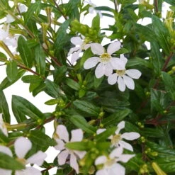 Japanische Scheinmyrte, 6er-Set, Cuphea Hyssopifolia, Weiß, Topf 11 Cm Ø -Garten Sicht Verkäufe 0610260035 Cuphea T11 weiss 6er Set 6 93147