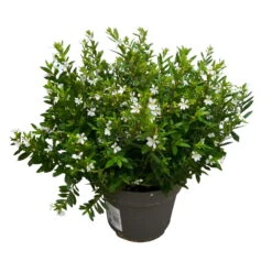 Japanische Scheinmyrte, Farben Zufällig, Topf-Ø 17 Cm, 2er-Set -Garten Sicht Verkäufe 0610260038 Cuphea hyssopifolia T17 weiss 2er Set WS 3 93790