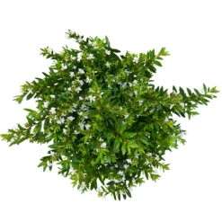 Japanische Scheinmyrte, Farben Zufällig, Topf-Ø 17 Cm, 2er-Set -Garten Sicht Verkäufe 0610260038 Cuphea hyssopifolia T17 weiss 2er Set WS 6 93789