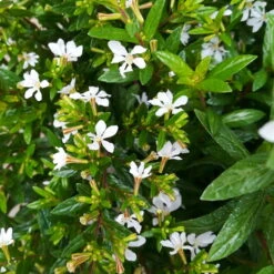 Japanische Scheinmyrte, Farben Zufällig, Topf-Ø 17 Cm, 2er-Set -Garten Sicht Verkäufe 0610260038 Cuphea hyssopifolia T17 weiss 2er Set WS 7 93701