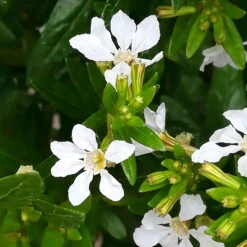 Japanische Scheinmyrte, Farben Zufällig, Topf-Ø 17 Cm, 2er-Set -Garten Sicht Verkäufe 0610260038 Cuphea hyssopifolia T17 weiss 2er Set WS 8 93700