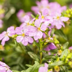 Japanische Scheinmyrte, Farben Zufällig, Topf-Ø 17 Cm, 2er-Set -Garten Sicht Verkäufe 0610260039 Cuphea hyssopifolia Bluetenbilder 1 93707