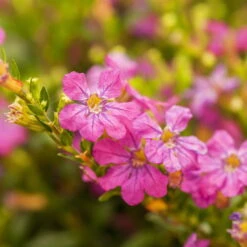 Japanische Scheinmyrte, Farben Zufällig, Topf-Ø 17 Cm, 2er-Set -Garten Sicht Verkäufe 0610260039 Cuphea hyssopifolia Bluetenbilder 2 93708