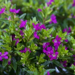 Japanische Scheinmyrte, Farben Zufällig, Topf-Ø 17 Cm, 2er-Set -Garten Sicht Verkäufe 0610260039 Cuphea hyssopifolia Bluetenbilder 3 93709