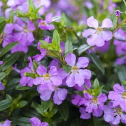 Japanische Scheinmyrte, Farben Zufällig, Topf-Ø 17 Cm, 2er-Set -Garten Sicht Verkäufe 0610260039 Cuphea hyssopifolia Bluetenbilder 4 93706