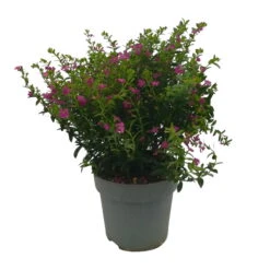 Japanische Scheinmyrte, Farben Zufällig, Topf-Ø 17 Cm, 2er-Set -Garten Sicht Verkäufe 0610260039 Cuphea hyssopifolia T17 Rosa Lila Rottoene 2er Set WS 11 93792