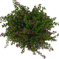 Japanische Scheinmyrte, Farben Zufällig, Topf-Ø 17 Cm, 2er-Set -Garten Sicht Verkäufe 0610260039 Cuphea hyssopifolia T17 Rosa Lila Rottoene 2er Set WS 17 93794
