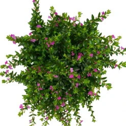 Japanische Scheinmyrte, Farben Zufällig, Topf-Ø 17 Cm, 2er-Set -Garten Sicht Verkäufe 0610260039 Cuphea hyssopifolia T17 Rosa Lila Rottoene 2er Set WS 7 93795