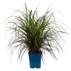 Lampenputzergras 'Rubrum' Rot, Topf-Ø 26 Cm