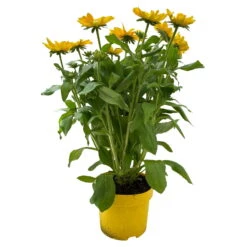 Sonnenhut, Sorte Nach Verfügbarkeit, Topf-Ø 21 Cm -Garten Sicht Verkäufe 0610360017 0610360016 Rudbeckia T21 gelb 1 111962