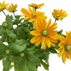 Sonnenhut, Sorte Nach Verfügbarkeit, Topf-Ø 21 Cm -Garten Sicht Verkäufe 0610360017 0610360016 Rudbeckia T21 gelb 3 111963